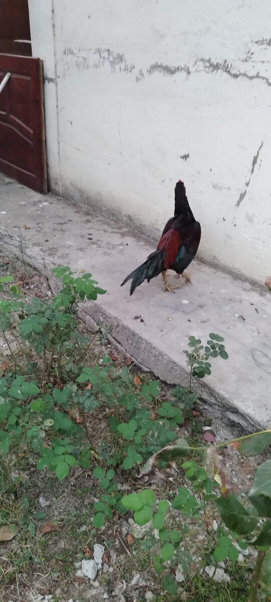 Heyratı beçə — Quşlar, Xaçmaz (5)