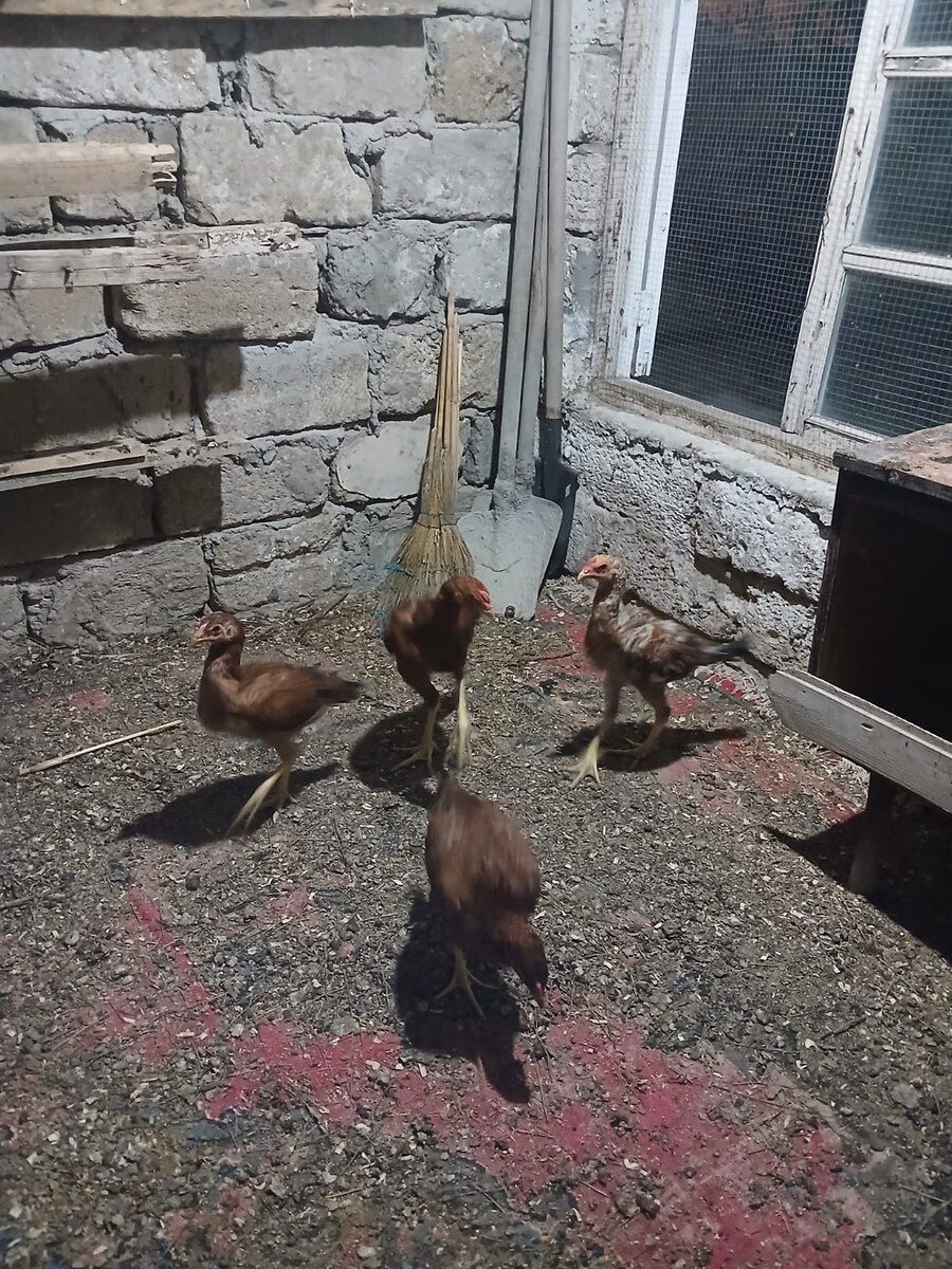 Heyratı — Quşlar, Bakı (8)