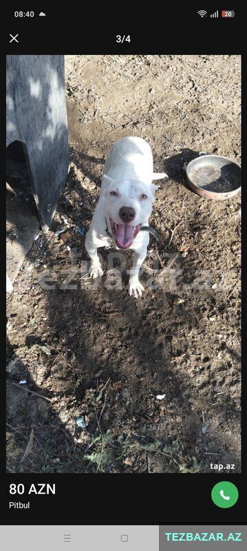 Salam. Pitbul satılır Dişidir — Bakı