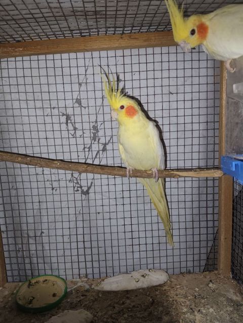 Nimfa (Cockatiel) – sarı-lutino rəng mutasiyası Karella satılır və — Ağsu