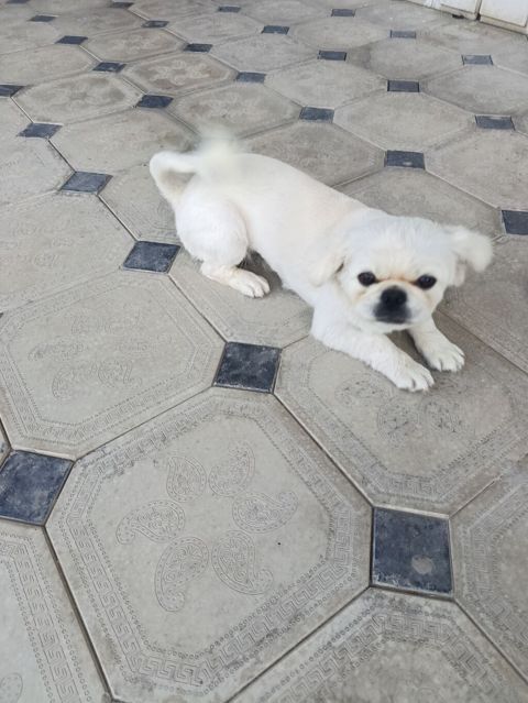 Pekines — Bakı