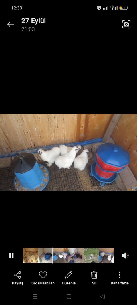 Salam 2eded 5aylig ponpon xoruz satiram.Barter ponpon fere ile.1 ededi — 35 ₼ · Digah · Toyuq və xoruz Salam 2eded 5aylig ponpon xoruz satiram.Barter ponpon fere ile.1 ededi — Digah