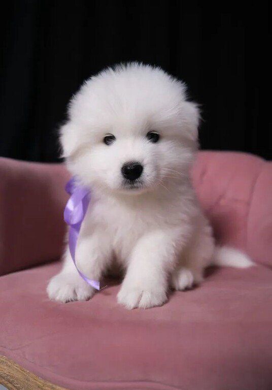 Samoyed — Köpəklər, Bakı (5)
