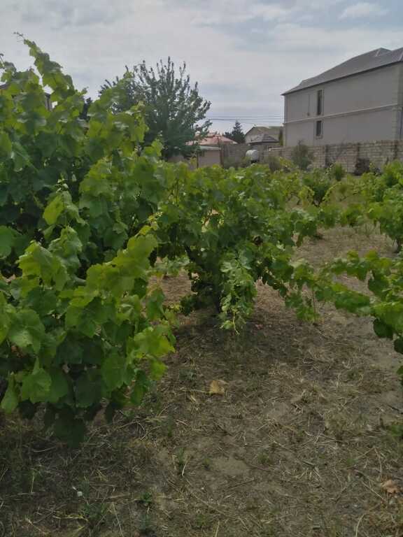 Satılır torpaq 12 sot — Torpaq, Bakı (5)