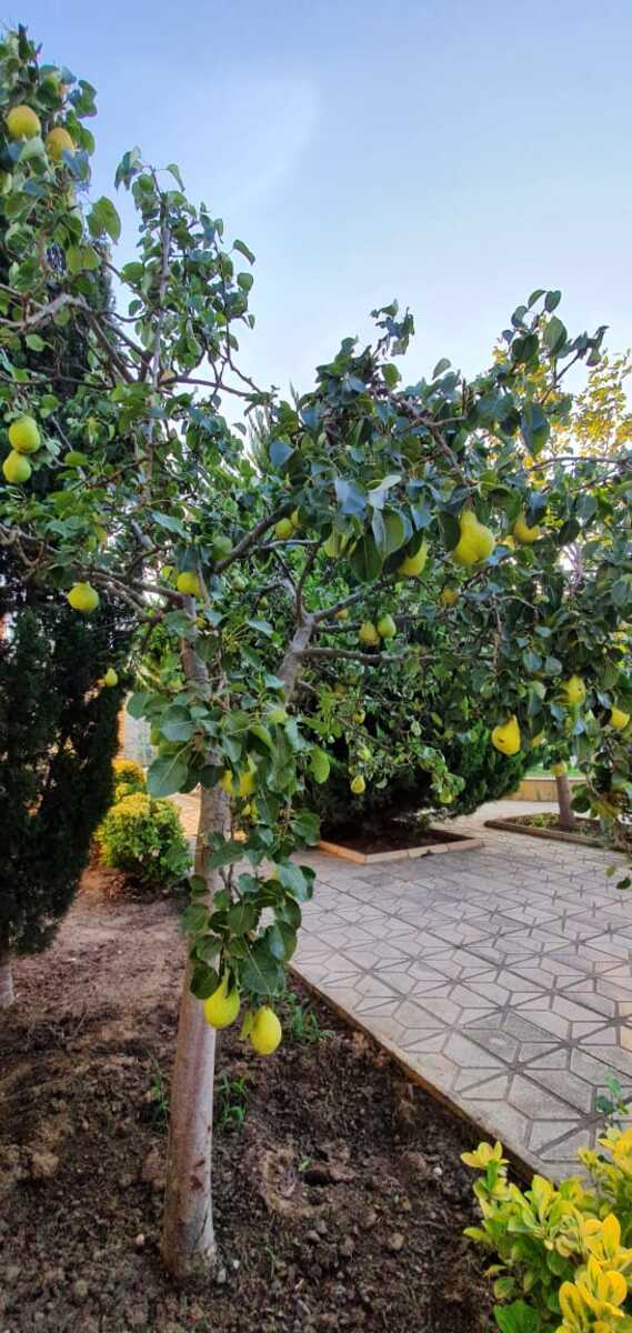 Satılır 5 otaqlı həyət evi/bağ evi 200 m² — Ev, villa, Bakı (11)