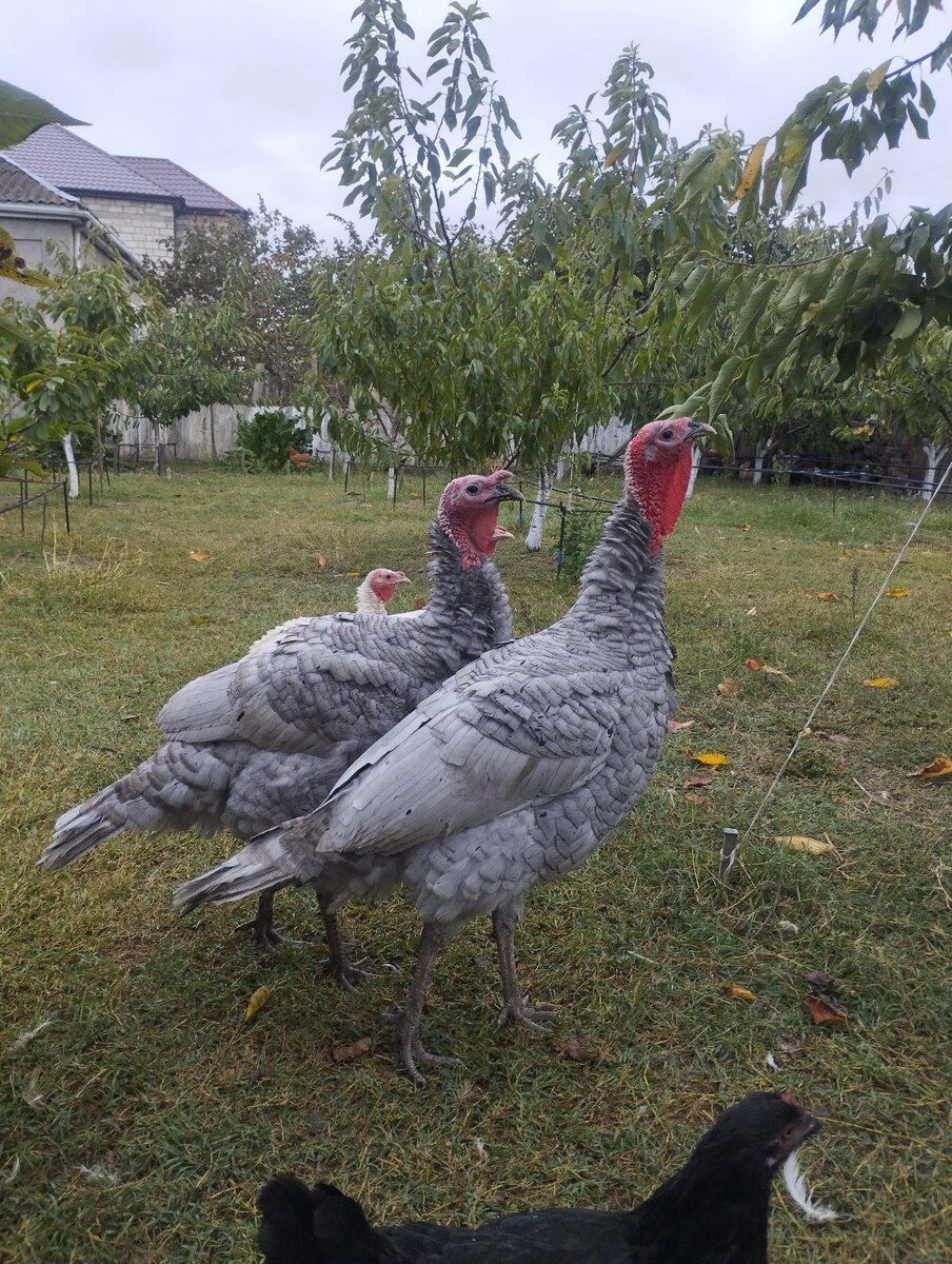 Hinduşka — Quşlar, Xudat