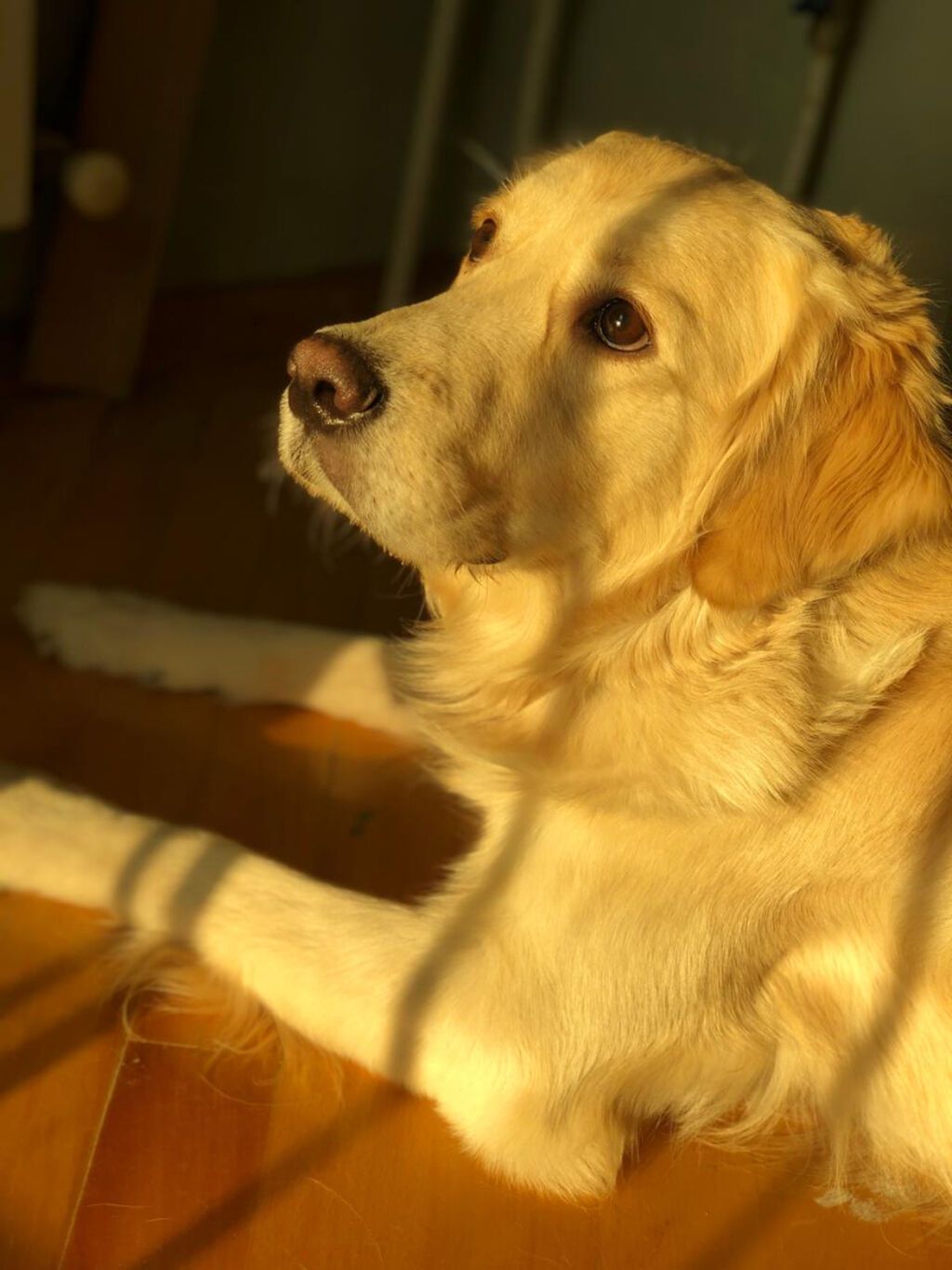 Retriever, 8 il, Erkək, Peyvəndli, Ünvandan götürmə — Köpəklər, Bakı (4)