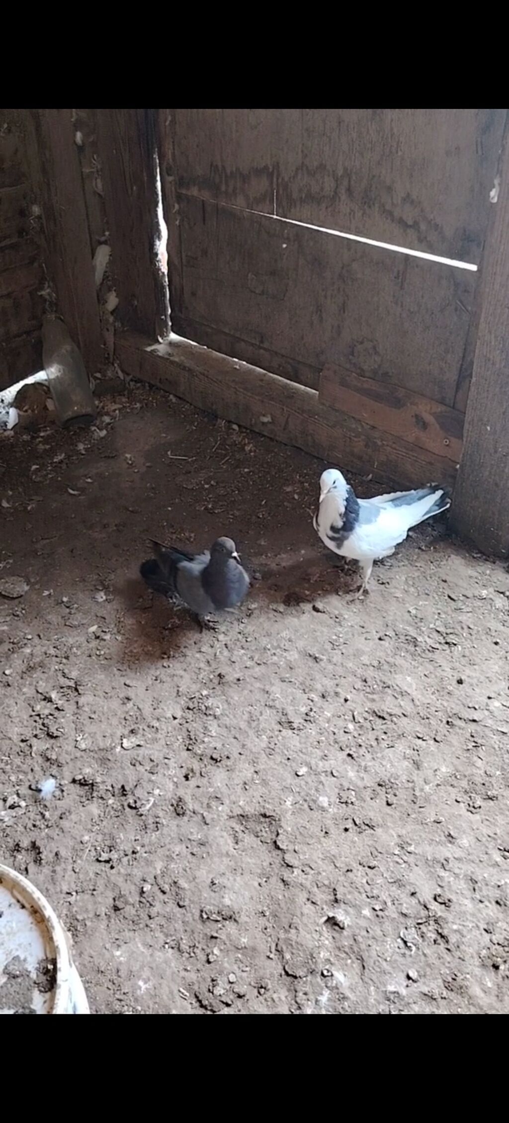 Cep erkey goy kemeri maya hazir cutduler balalrida var goy boynu — Göyərçin, Bakı (2)
