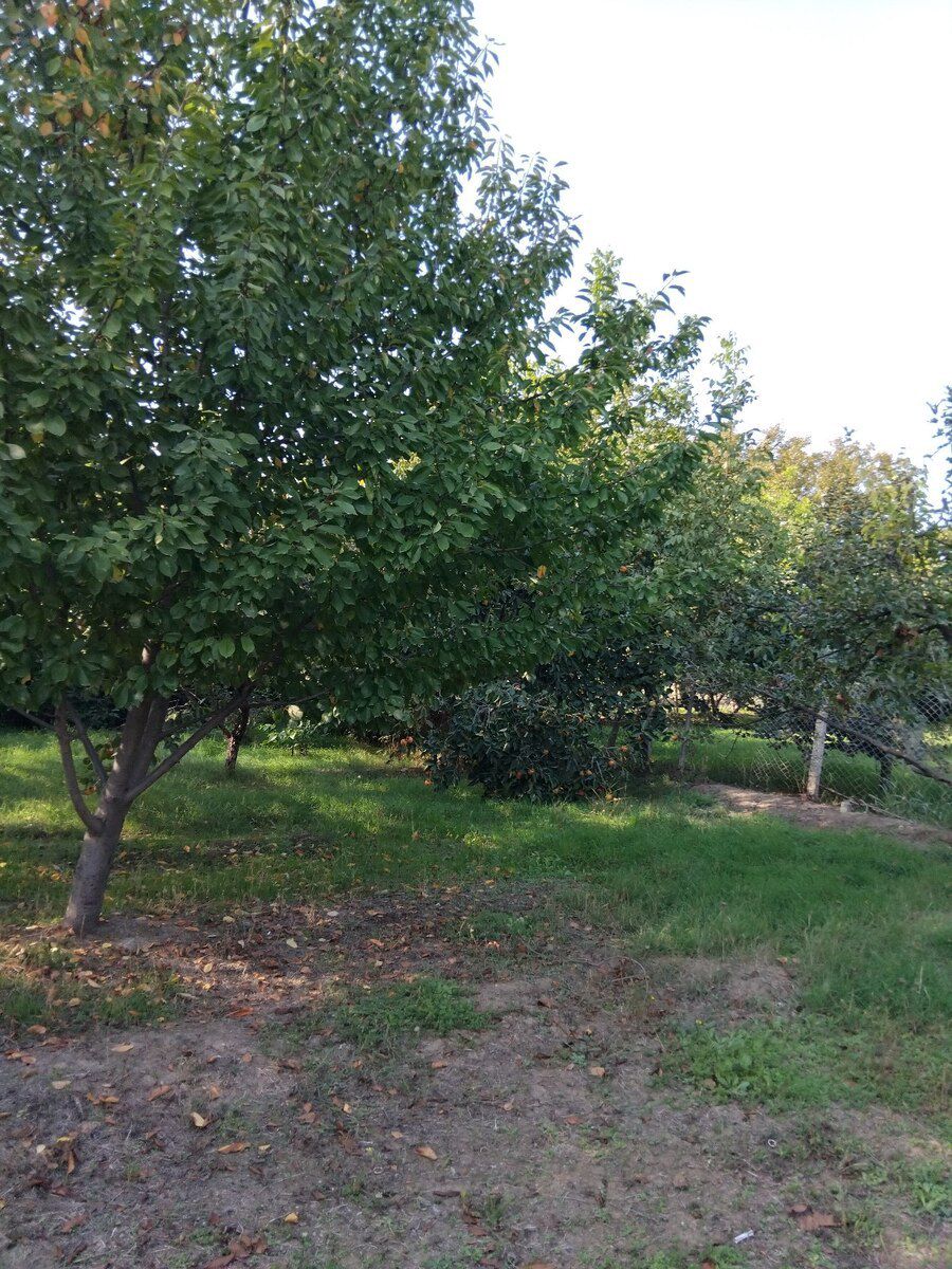 4 sot torpaq sahəsi, Sərkar k — Torpaq, Gəncə (2)