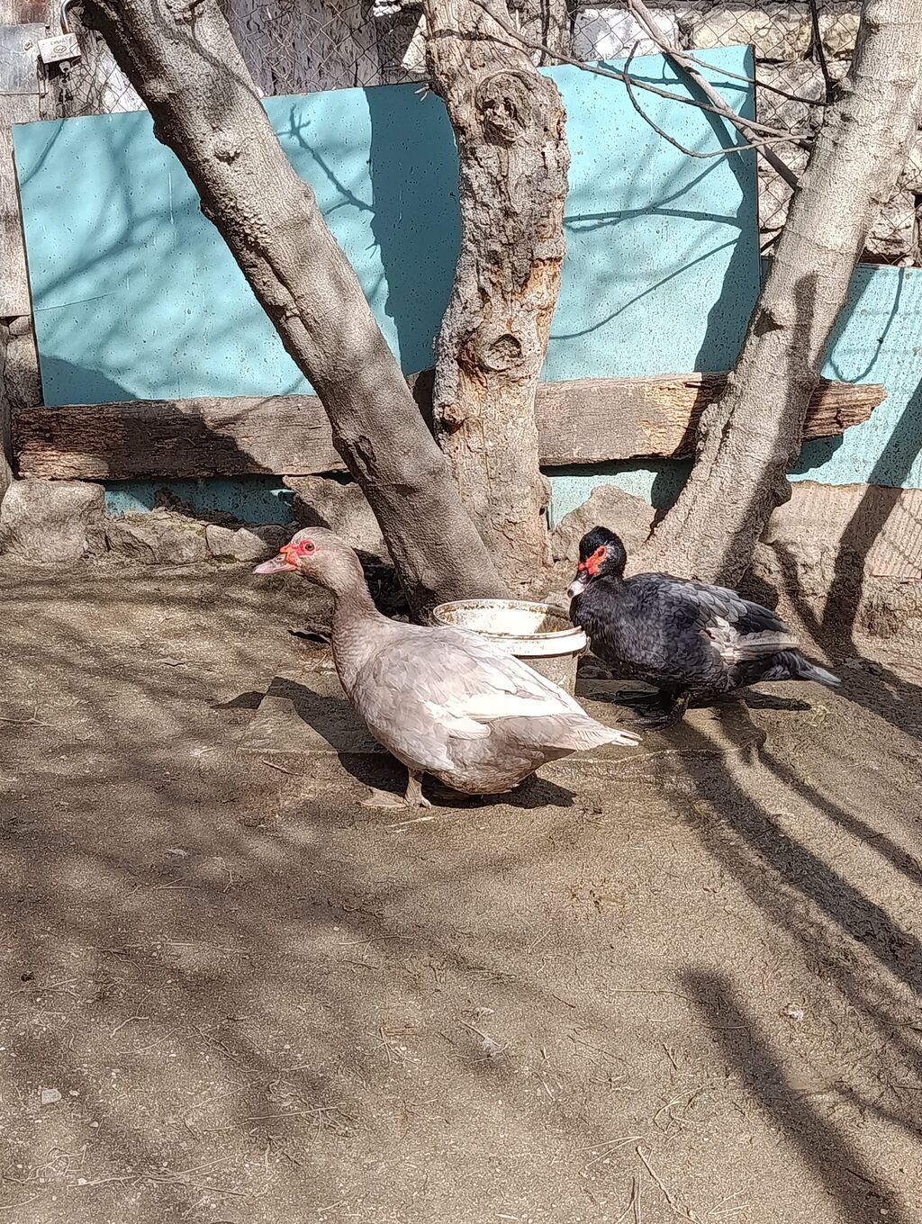 Lal ördək. Sort. 2 dişi. Mirvari. Macar. yumurtaya düşəcək. Ünvan — Digərləri, Bakı (2)