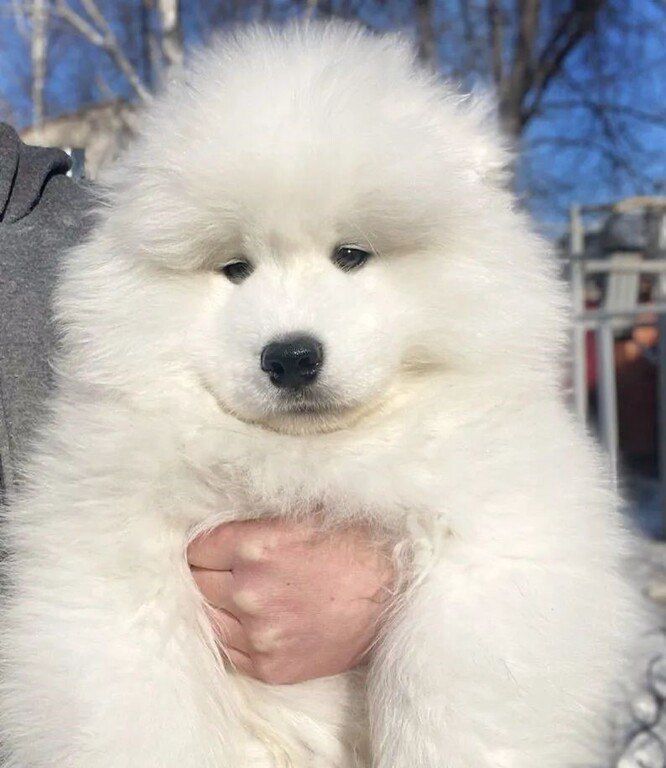 Samoyed — Köpəklər, Bakı (12)