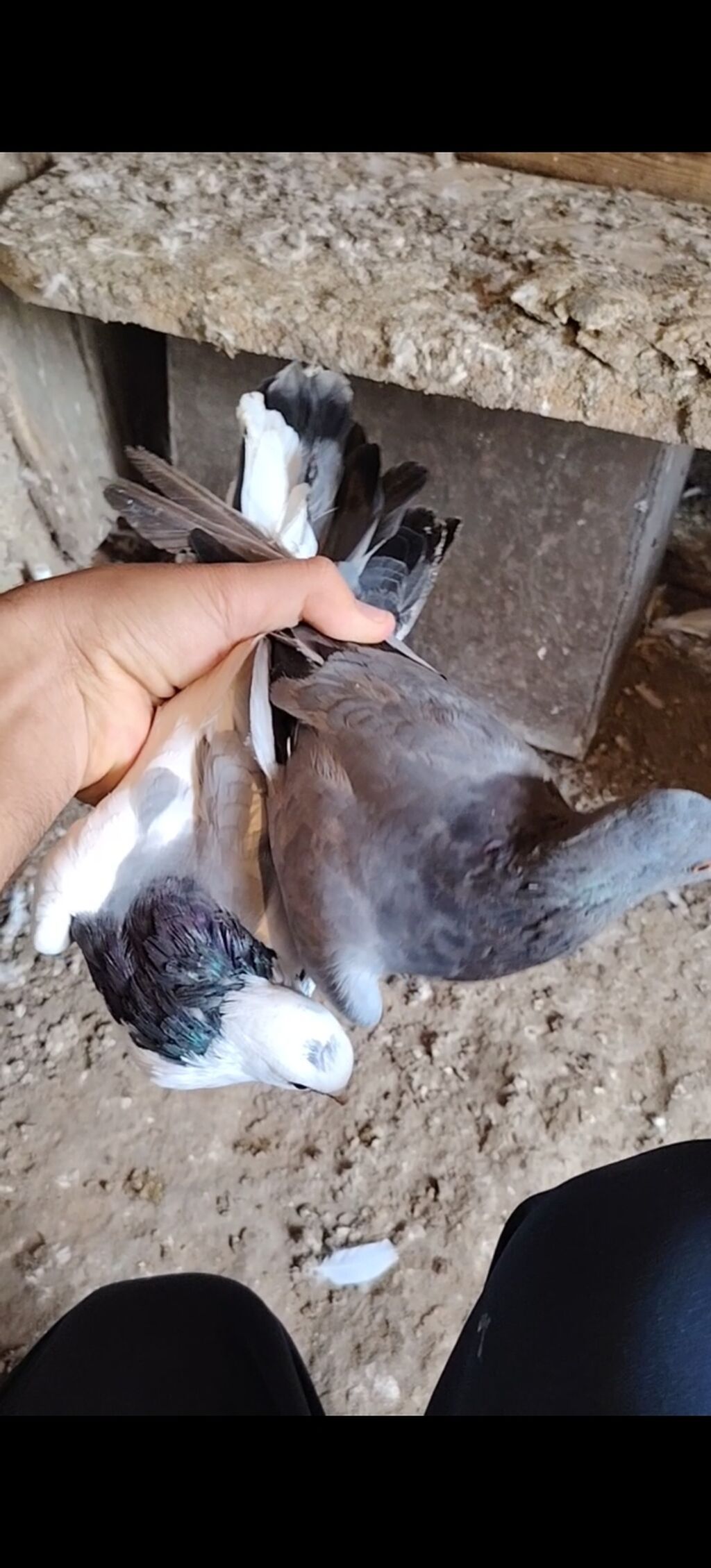 Cep erkey goy kemeri maya hazir cutduler balalrida var goy boynu — Göyərçin, Bakı