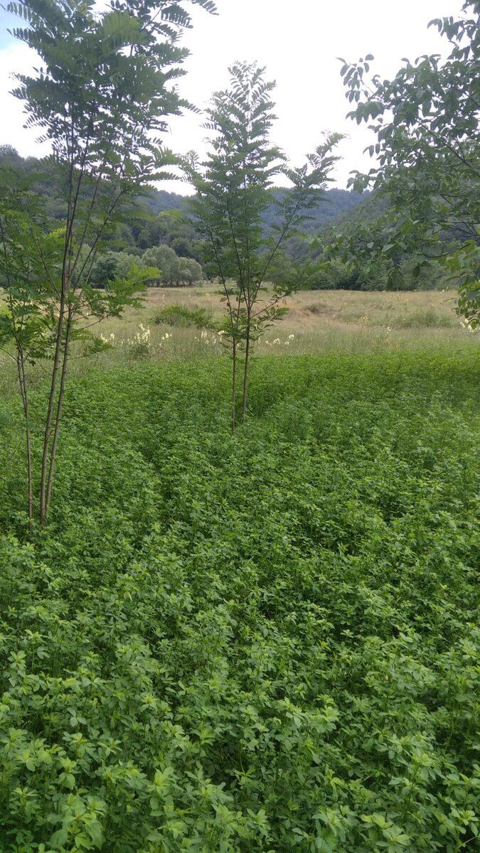 40 sot torpaq sahəsi, Qusar r — Torpaq, Qusar (3)