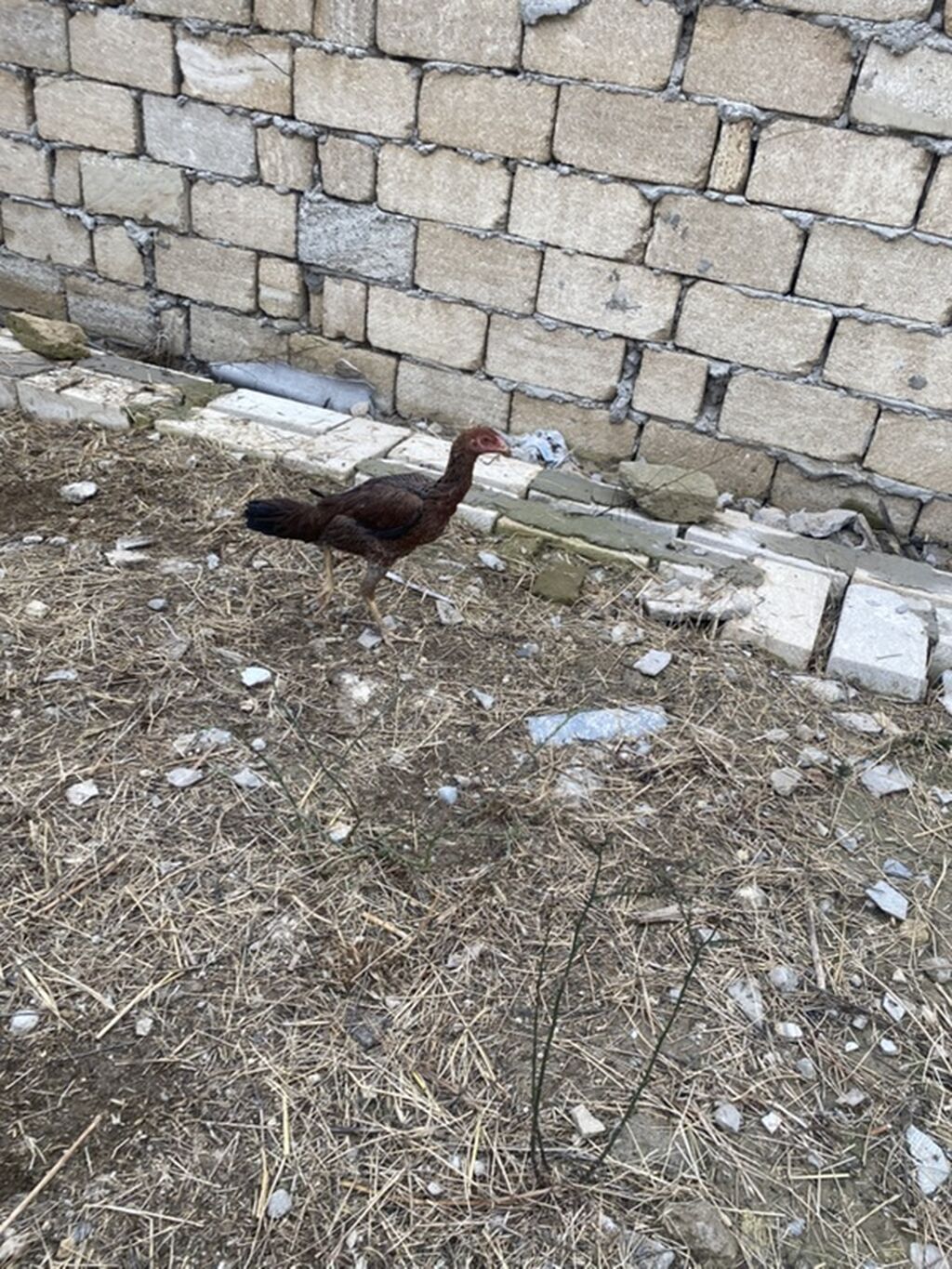 Toyuq cücələri, Ətlik — Toyuq və xoruz, Masazır (10)