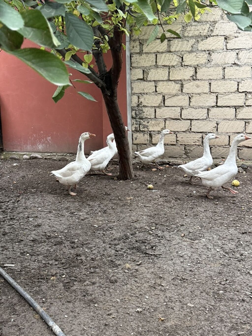 Ağ rəngli qazan (qaz) sürüsü - Növ: ev qazı, ağ lələkli, narıncı — Digərləri, Gəncə (3)