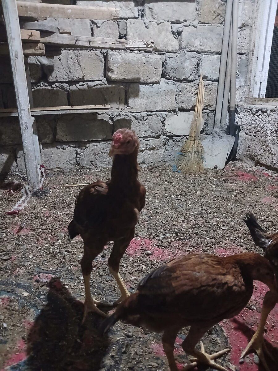 Heyratı — Quşlar, Bakı