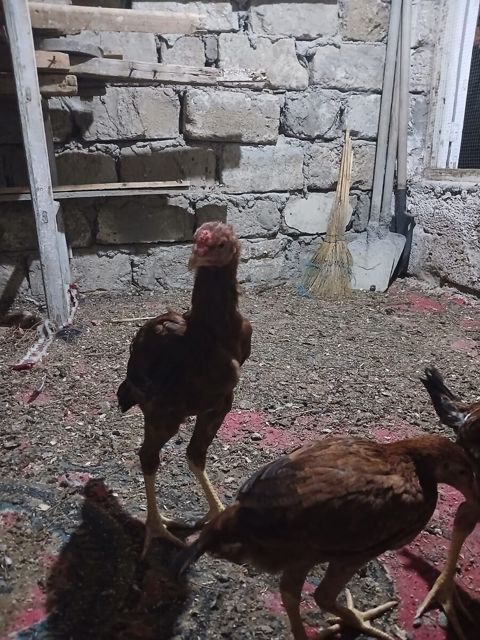 Heyratı — 20 ₼ · Bakı · Quşlar Heyratı — Bakı