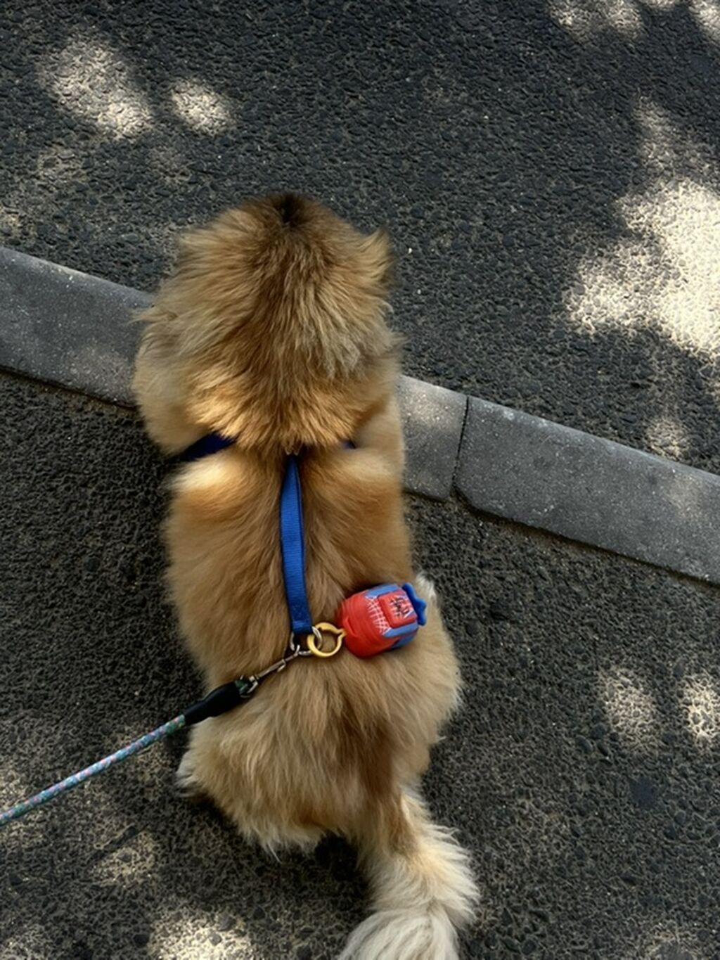 Pequinz (Pekingese) cinsi erkey cütleşddirmek — Digər, Bakı (2)