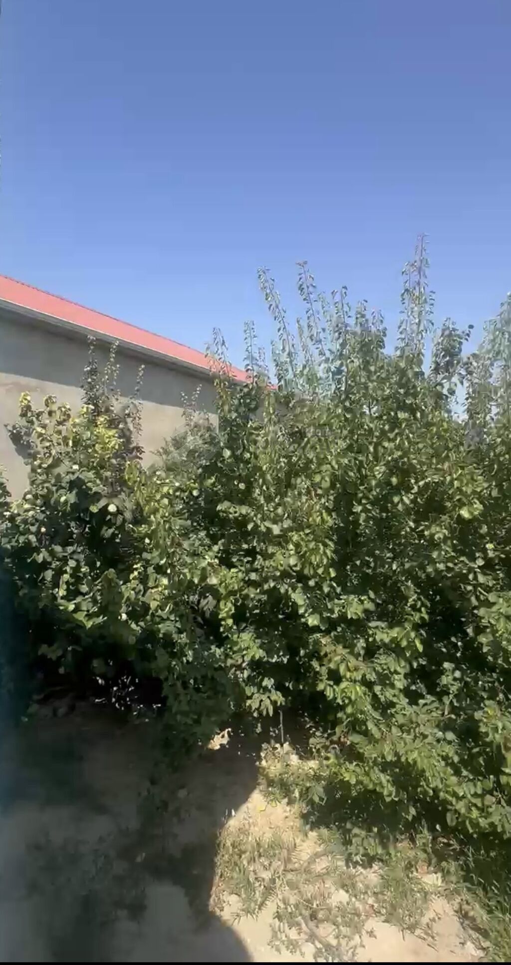 Masazırda 3 sotda paket kupça 6 nömrəli məktəbin yanı masazı — Əmlak, Bakı (6)