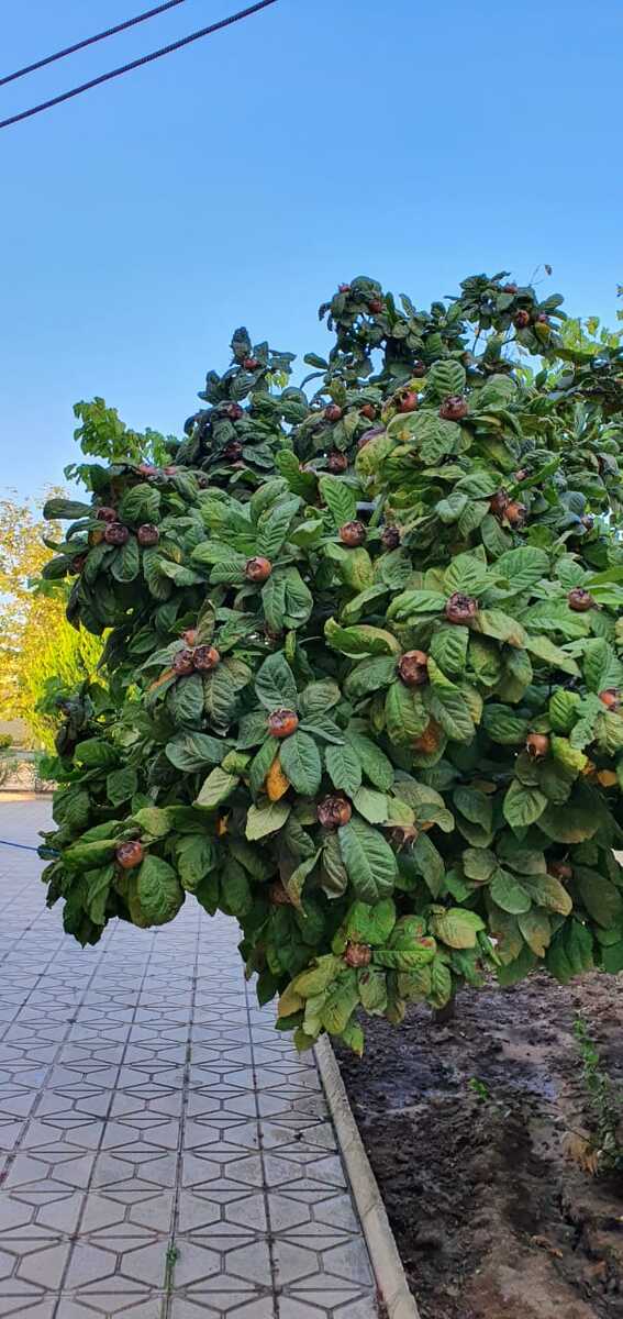 Satılır 5 otaqlı həyət evi/bağ evi 200 m² — Ev, villa, Bakı (9)