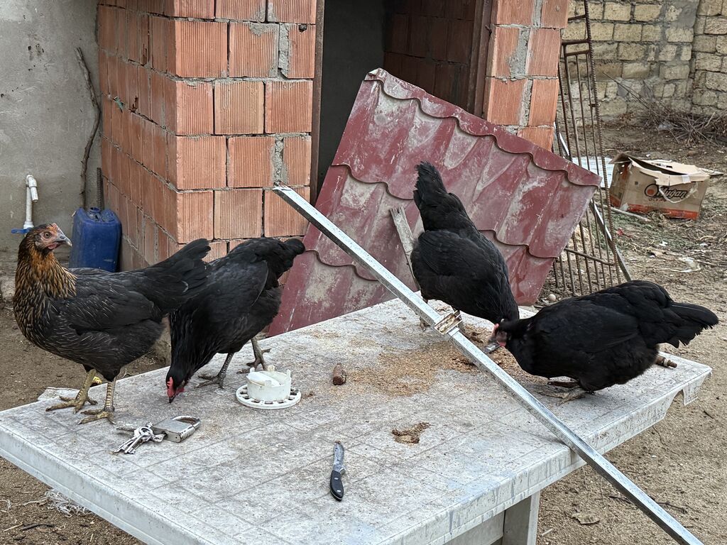 Salam 4 toyuq 1 xoruzdur 7 aylıqdılar heç bir xestelikleri yoxdur — Toyuq və xoruz, Saray (2)