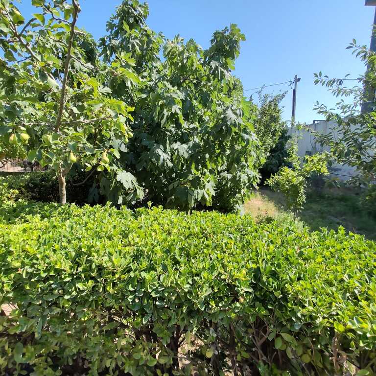 Satılır torpaq 30 sot — Torpaq, Bakı (5)