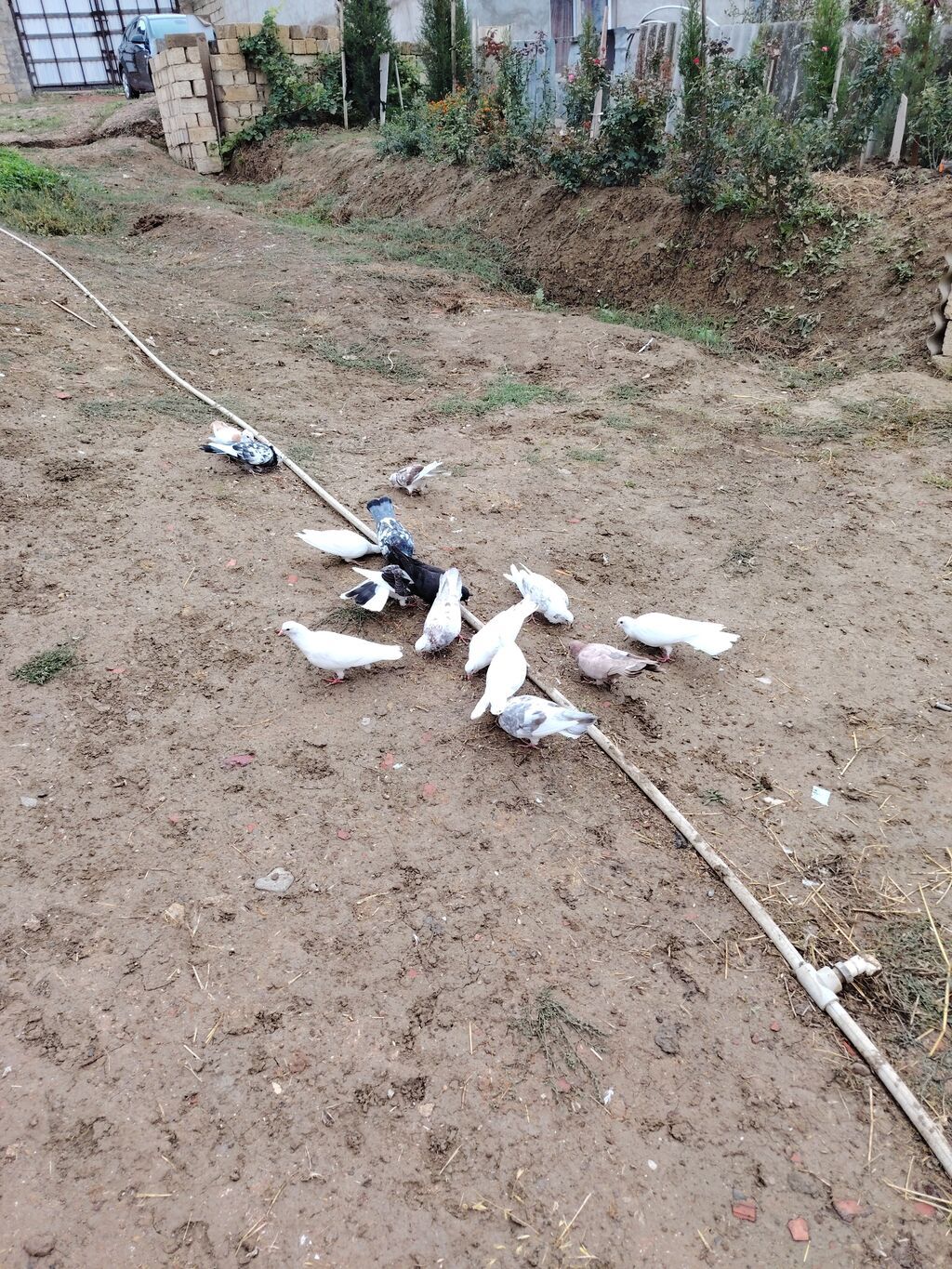 Göyərçinlər kom satılır icinde 4 saata kimi ucan goyercinler var — Göyərçin, Bakı (3)