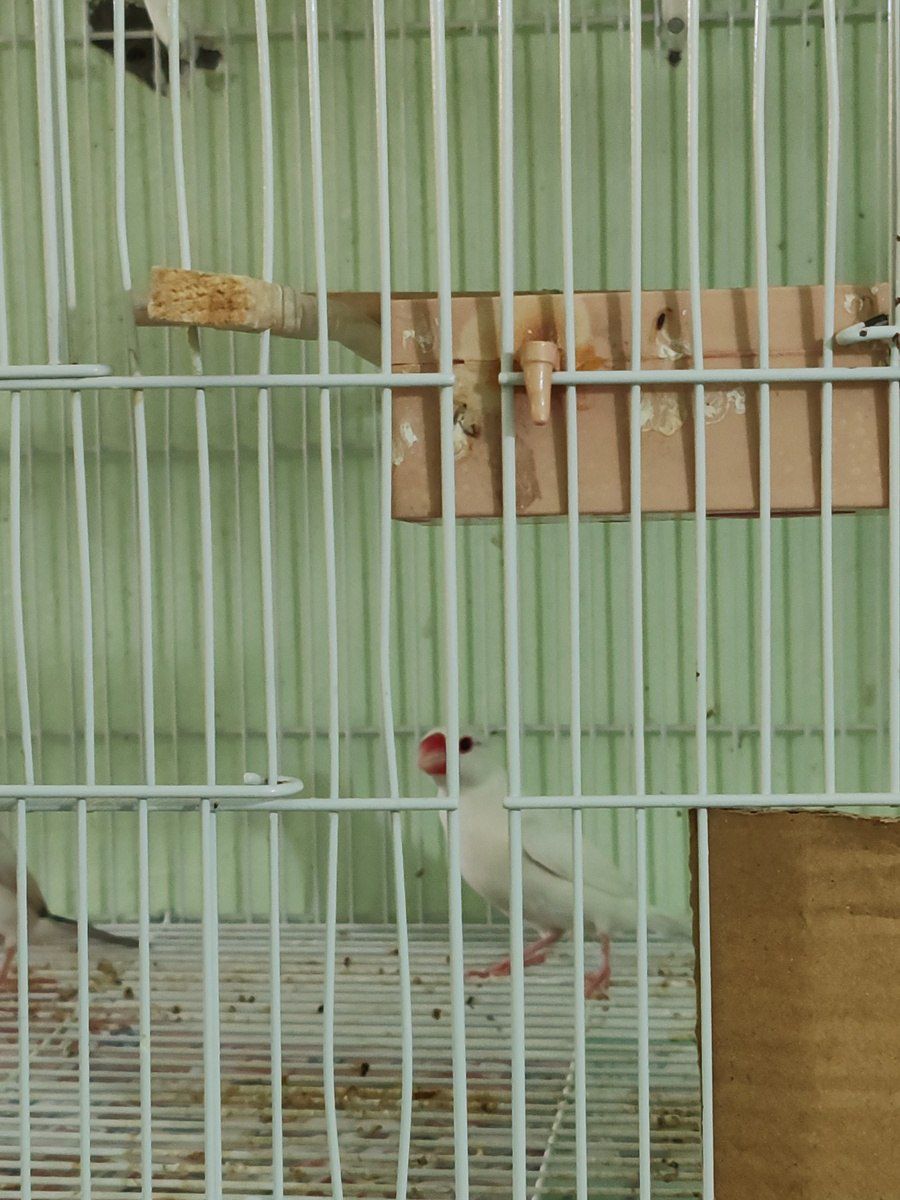 Amadin — Quşlar, Ağdaş (4)