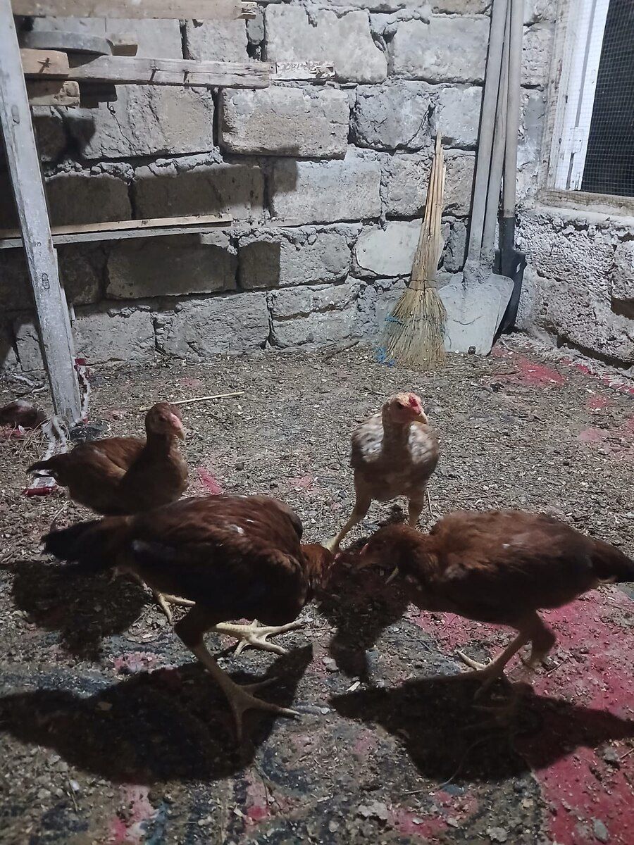 Heyratı — Quşlar, Bakı (6)