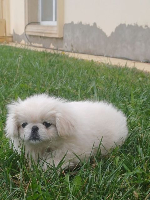 Pekines — 150 ₼ · Şəmkir · Köpəklər Pekines — Şəmkir