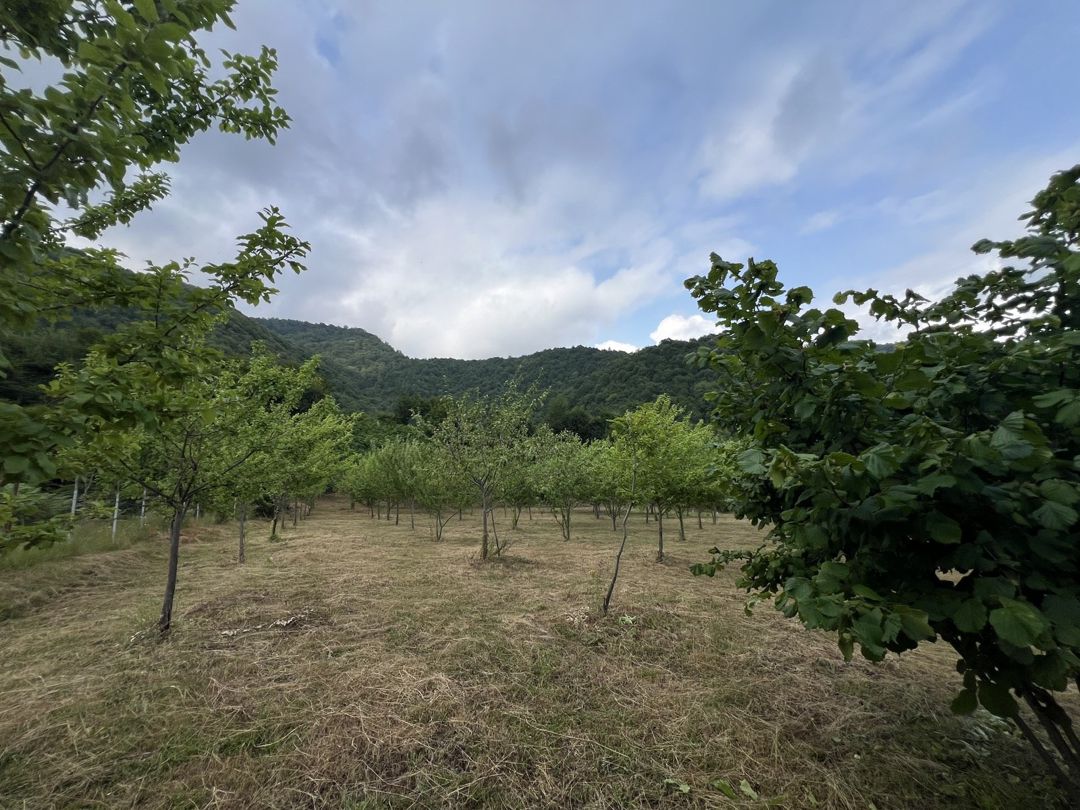 Satılır torpaq 36 sot — Torpaq, İsmayıllı (2)
