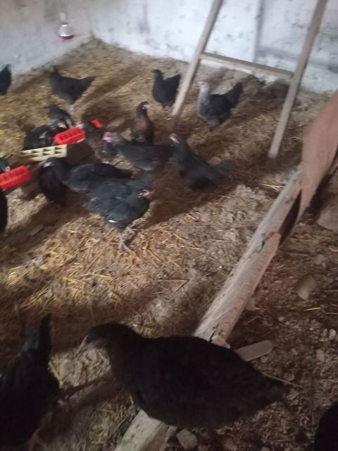 Umumi 55 ededir. 40 ed saf avstralop. 15 eded fergli sortlar — 7 ₼ · Bakı · Digərləri Umumi 55 ededir. 40 ed saf avstralop. 15 eded fergli sortlar — Bakı