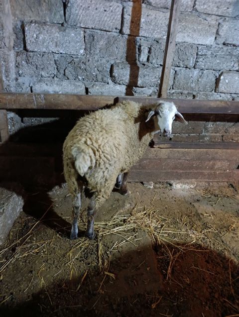 Dişi, il: 1, Ətlik — Digah