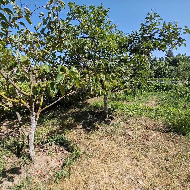 Satılır torpaq 30 sot — Torpaq, Bakı (4)