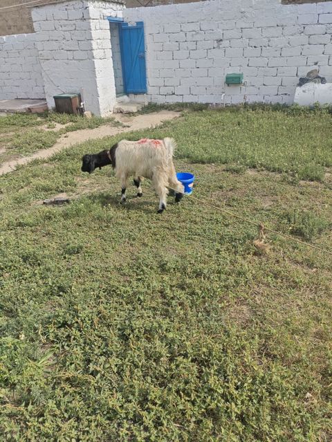 Erkey cavan Təkə qara rəng çalarları olan, uzun tüklü yerli keçi — 175 ₼ · Digah · Kənd təsərrüfatı heyvanları Erkey cavan Təkə qara rəng çalarları olan, uzun tüklü yerli keçi — Digah