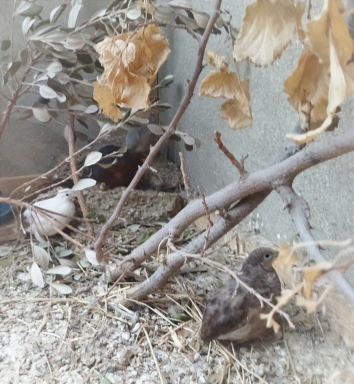 Çin bildirçinləri — Quşlar, Bakı (2)