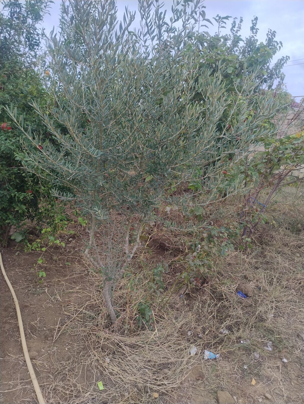 Zeytun ağacı – bağ və təsərrüfat üçün - Növ: Zeytun (Olea europaea) — Ağaclar və fidan, Digah (3)