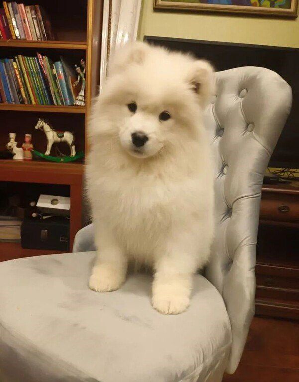 Samoyed — Köpəklər, Bakı