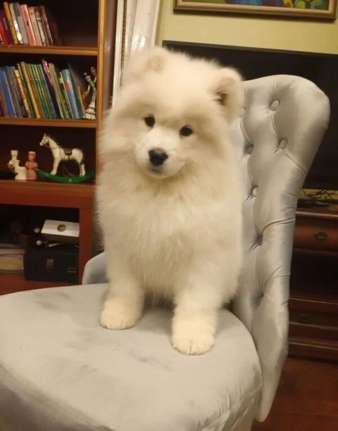 Samoyed — Bakı