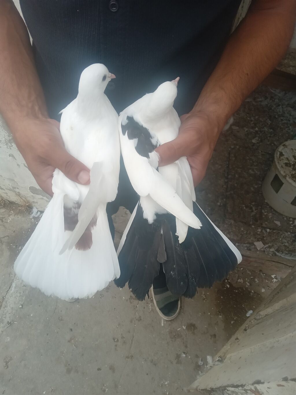 Üçude tutulmadir — Göyərçin, Bakı (2)