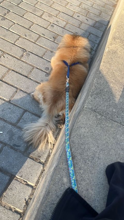 Pequinz (Pekingese) cinsi erkey cütleşddirmek — 50 ₼ · Bakı · Digər Pequinz (Pekingese) cinsi erkey cütleşddirmek — Bakı