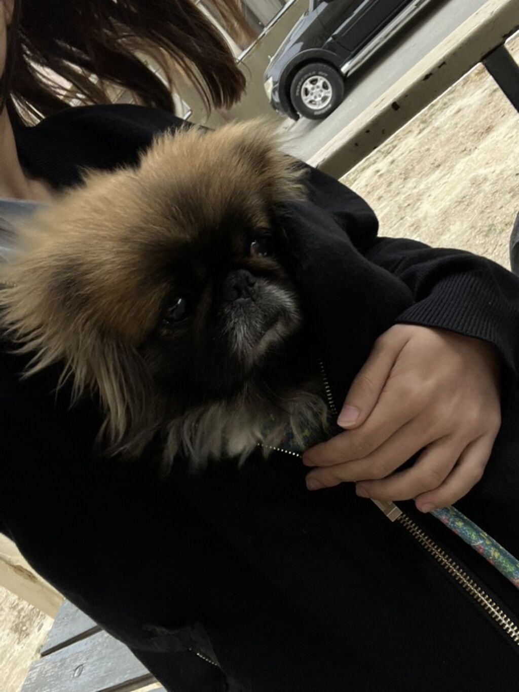 Pequinz (Pekingese) cinsi erkey cütleşddirmek — Digər, Bakı (3)
