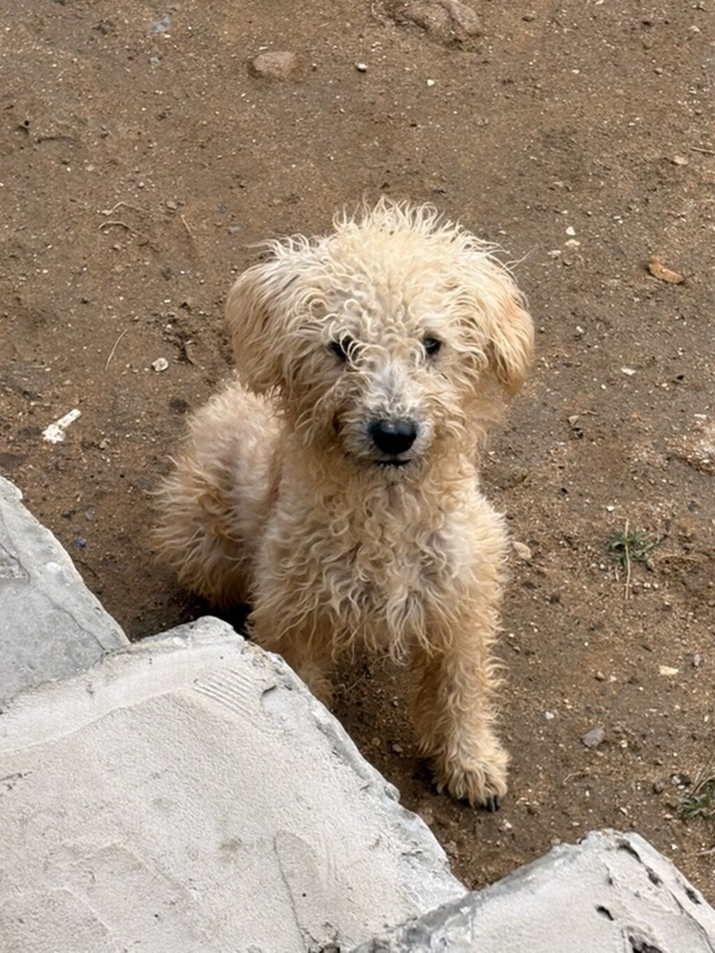 7 ay, Erkək — Köpəklər, Digah (3)