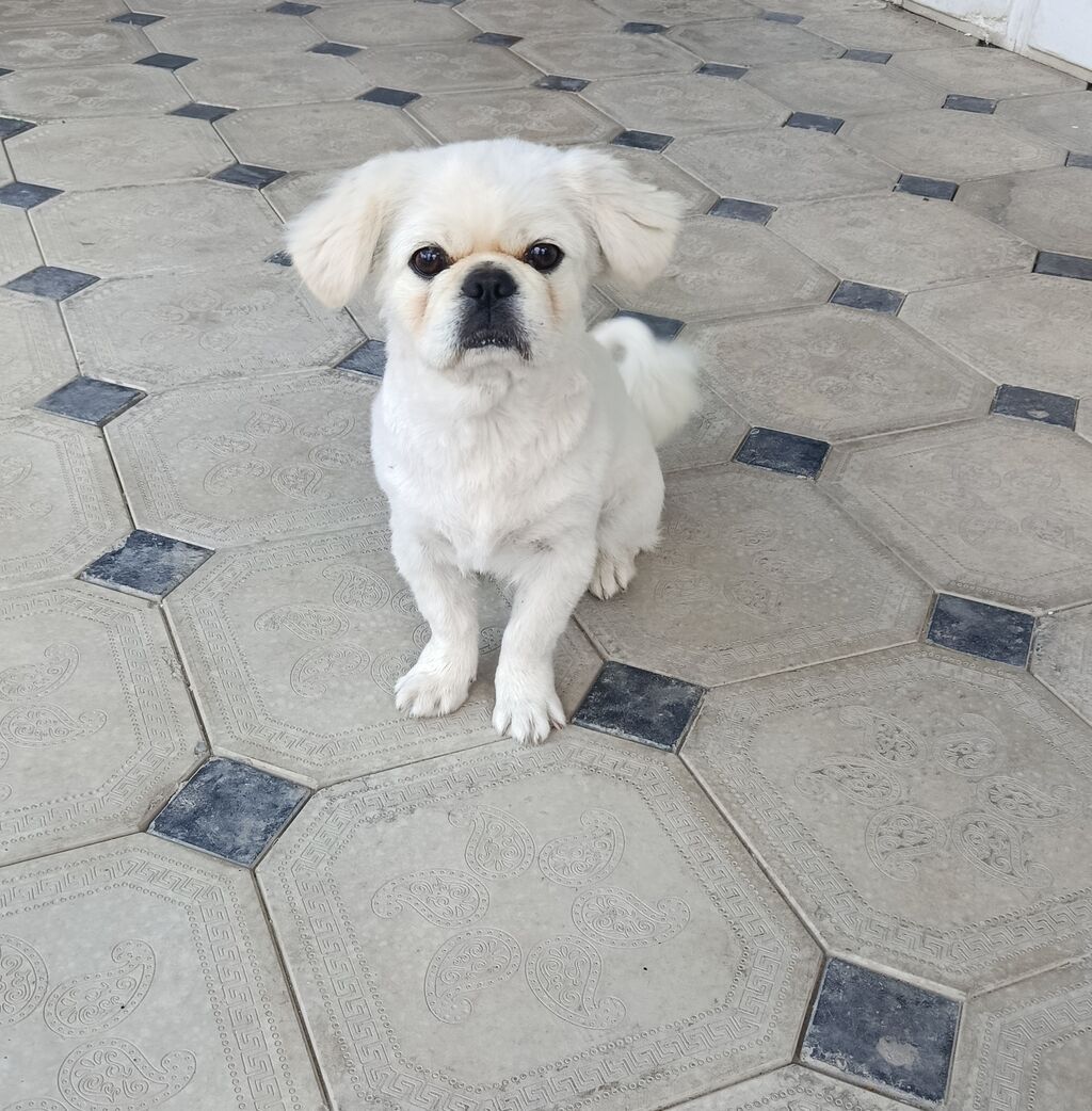 Pekines — Köpəklər, Bakı (2)