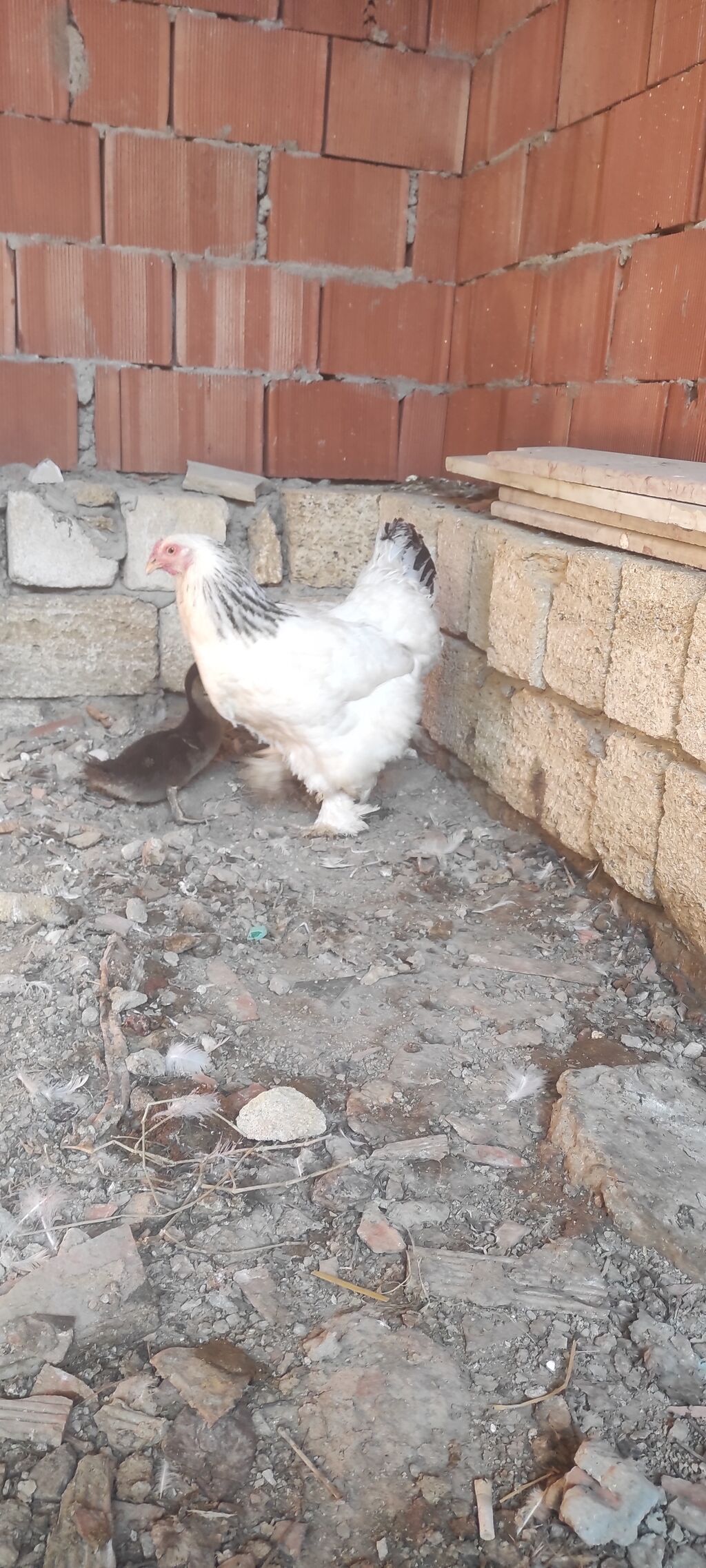 Toyuq, Brama, Damazlıq — Toyuq və xoruz, Bakı (5)