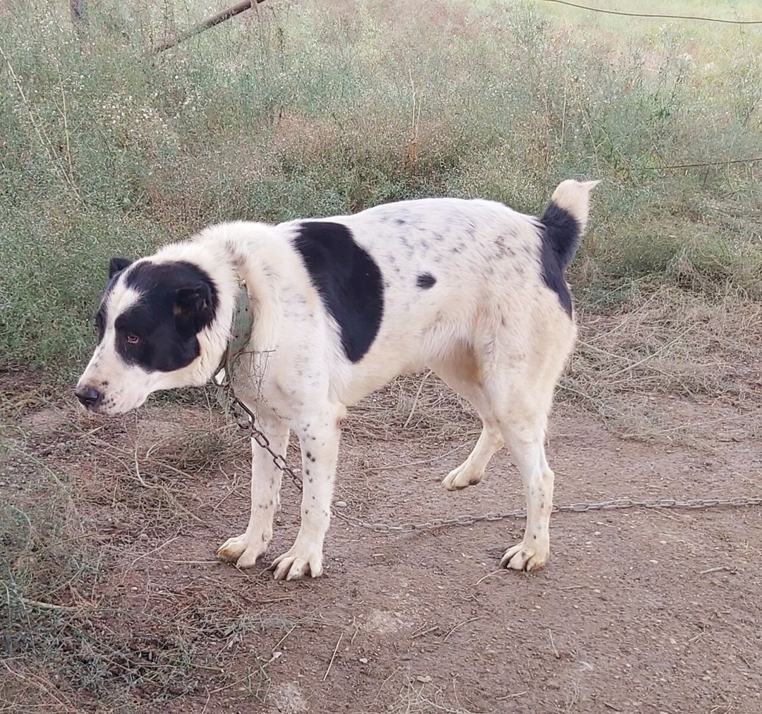 Alabay — Köpəklər, Bakı (6)