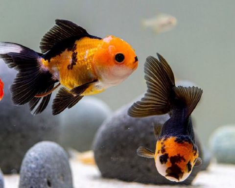 Oranda balıqları — Bakı