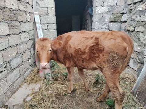 6 aylıq dişi dana satılır bordağa bağlamaqa yarıyır heç bir problemi — Digah