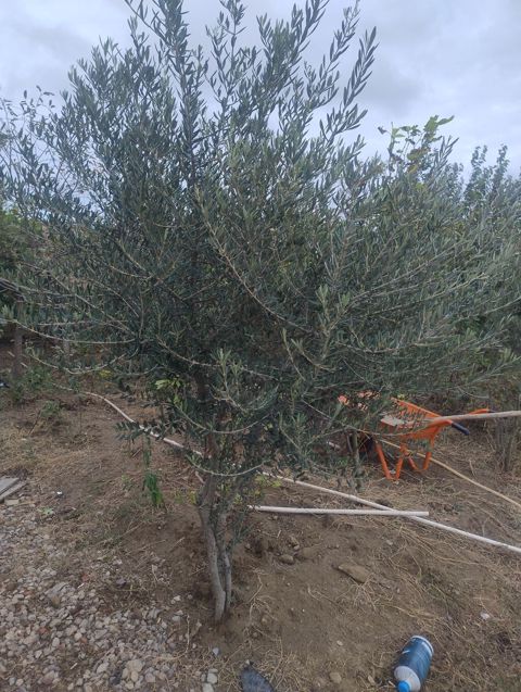 Zeytun ağacı – bağ və təsərrüfat üçün - Növ: Zeytun (Olea europaea) — Digah