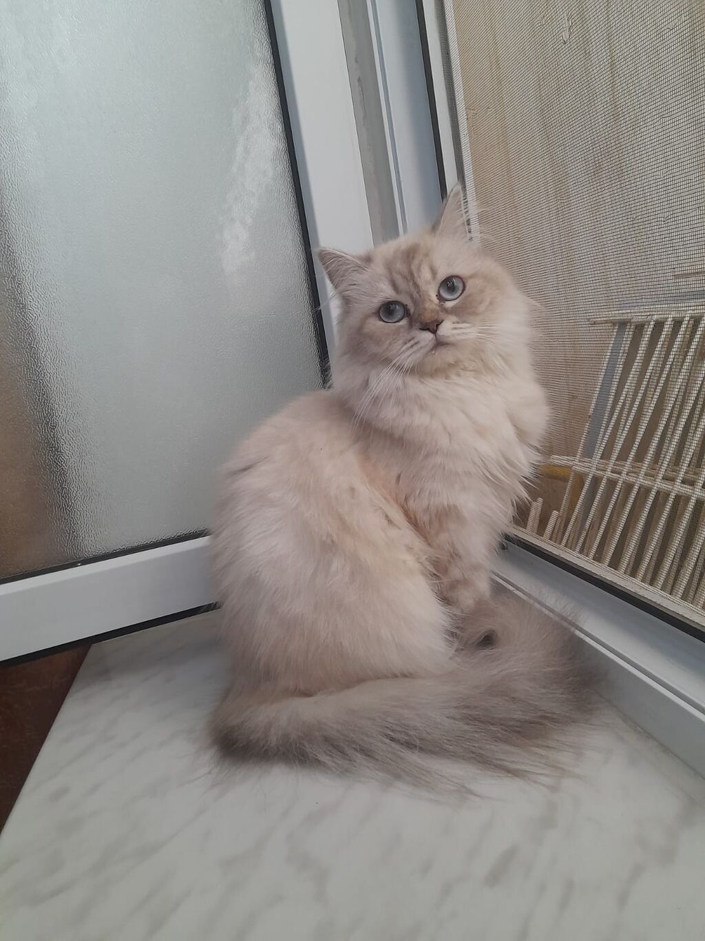 Şinşilla, Dişi, Yaxşı əllərə, Ödənişli çatdırılma — Pişiklər, Xırdalan (4)